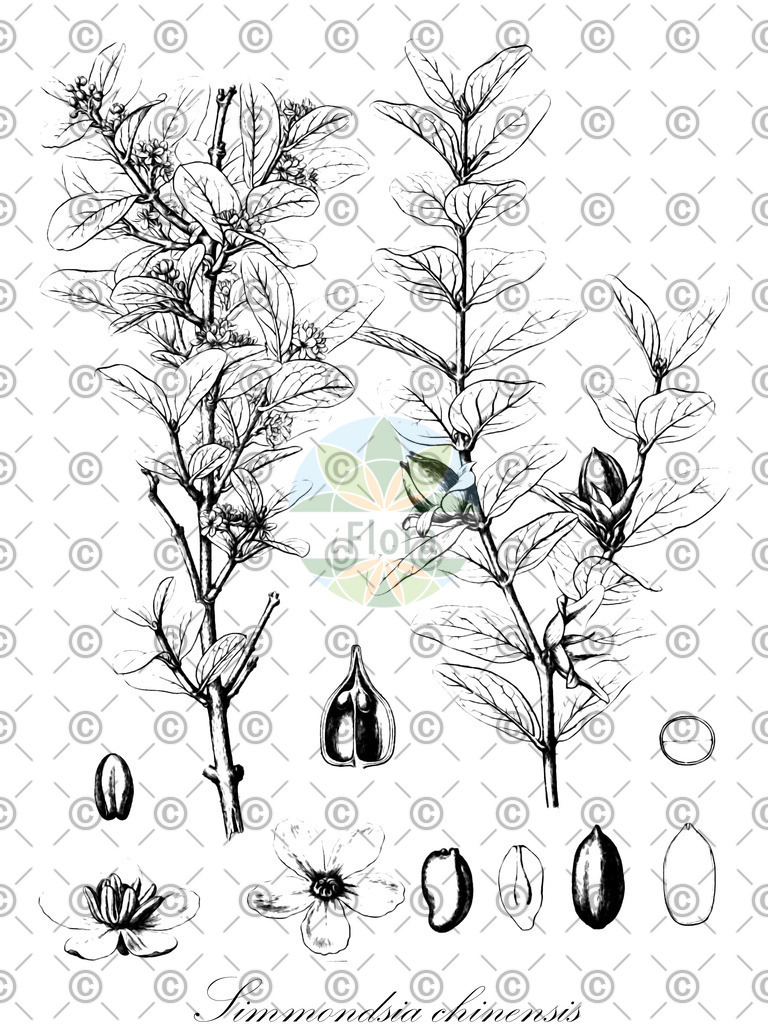 HistAbb_wfo-0000135174_1_ENZY_Simple | Historische Abbildung von Simmondsia chinensis - Simmondsiaceae | Historical Illustration of Simmondsia chinensis - Simmondsiaceae