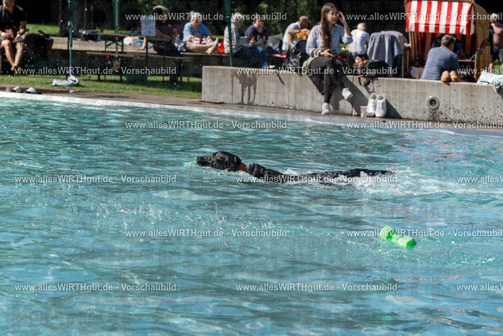 Hundeschwimmen_Volksbad_2026-allesWIRTHgut_Tierfotografie-2609061326-FAY06743 | Professionelle Tierfotografie in Mönchengladbach von Daniel Wirth (allesWIRTHgut). Liebevolle & natürliche Bilder von Hunden & Katzen für unvergessliche Erinnerungen.