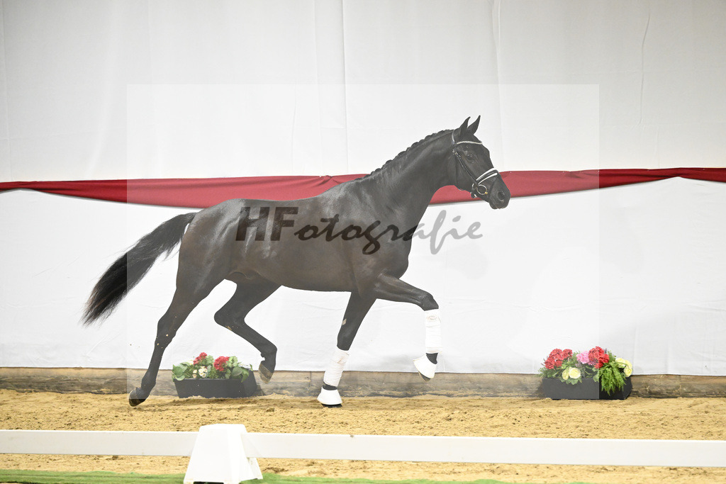 Kat-Nr. 13 v. Zackerey_Blue Hors_63220300 | hf-fotografie - Realizzato con Pictrs.com