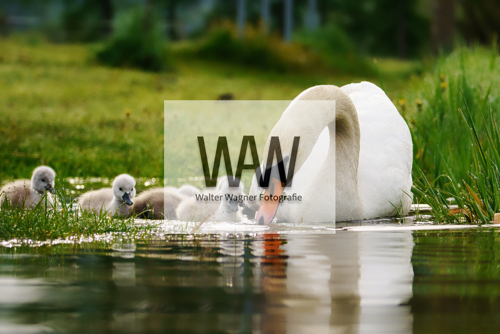 Schwäne am Gaishorner See | walter-wagner-fotografie