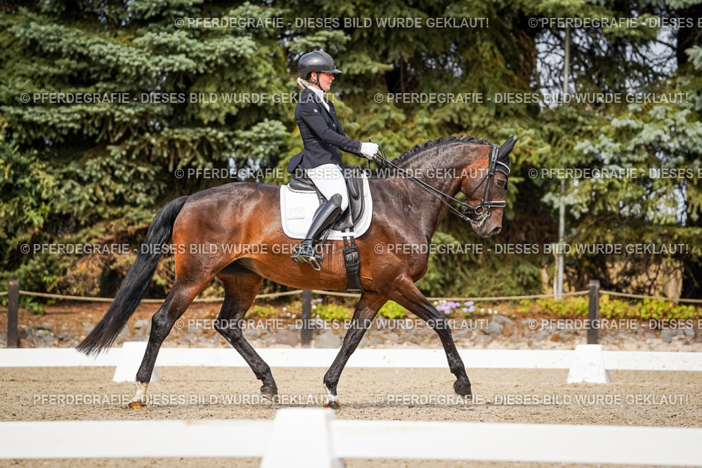 DSC06147 | Pferdegrafie