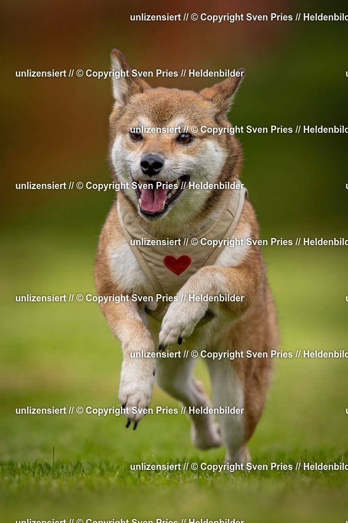 Sven Pries | 2024-09-22 - Hunderennen Baden-BadenPudelverein - Realisiert mit Pictrs.com