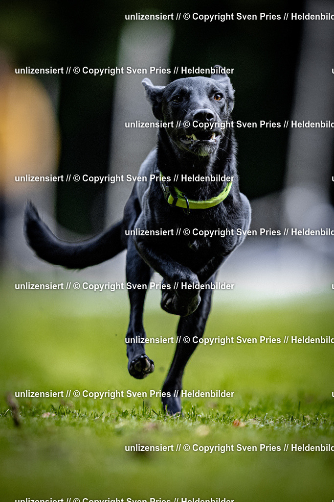 Sven Pries | 2025-10-03 - Hunderennen Obergrombach - Realisiert mit Pictrs.com
