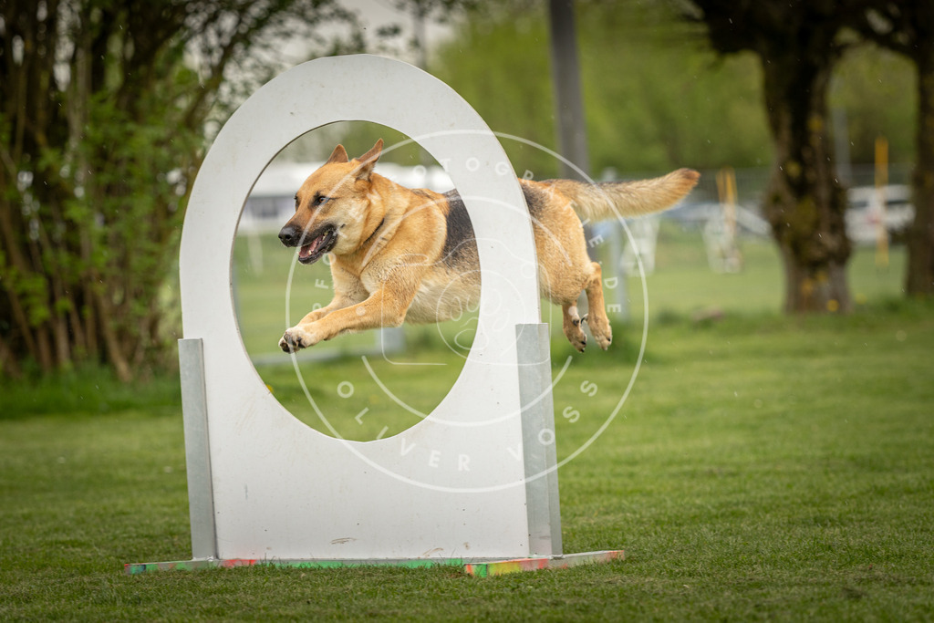 Pfotenfotografie_DV3A3462 | Hundefotografie, Tierfotograf, Pfotenfotografie, Fotoshooting Hund, Hunde Portrait, Hundesport, Hundeportraits, Heideshooting, Hunde, Sportfotograf, Hundefotograf, Turnierhundsport, THS,  - Realisiert mit Pictrs.com