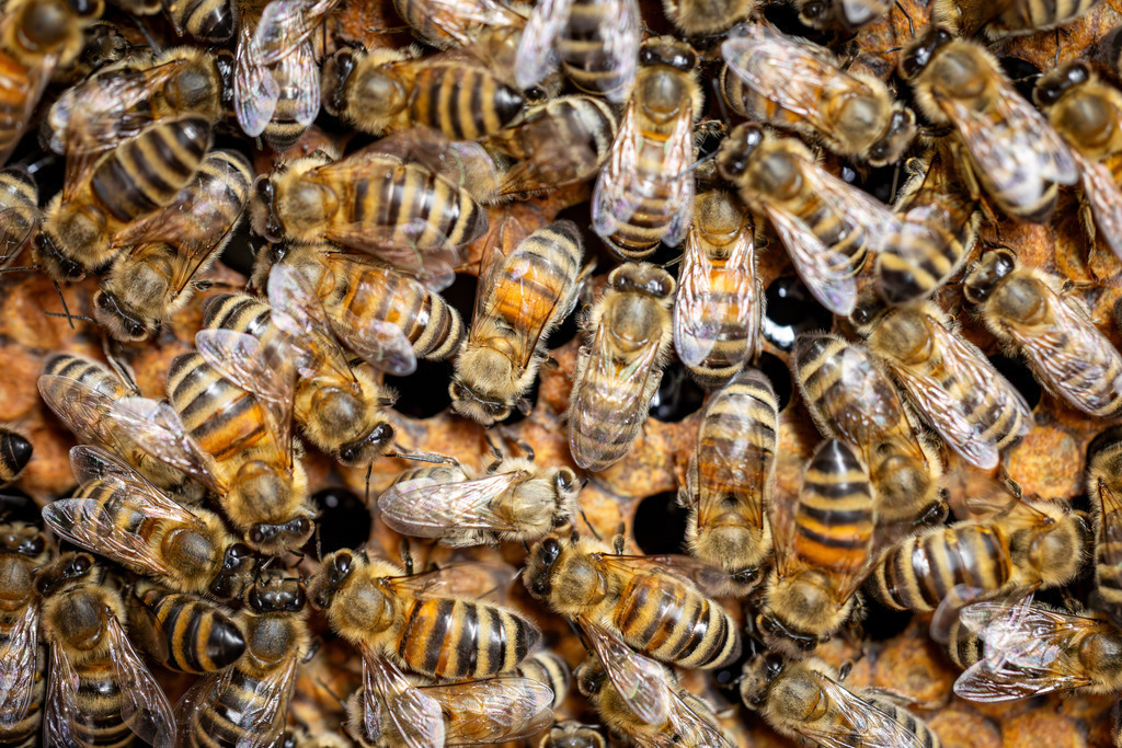 Fleißige Honigbienen | Fleißige Honigbienen bei Ihrer Arbeit. Die Bienen produzieren Honig und halten die Brutkammer sauber.
