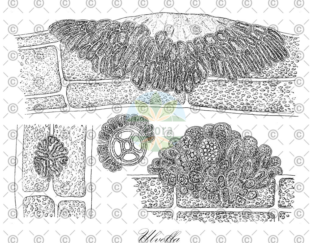 HistAbb_wfo-0000329239_24_ENZY_Simple | Historische Abbildung von Ulvella - Ulvellaceae (0) | Historical Illustration of Ulvella - Ulvellaceae (0)