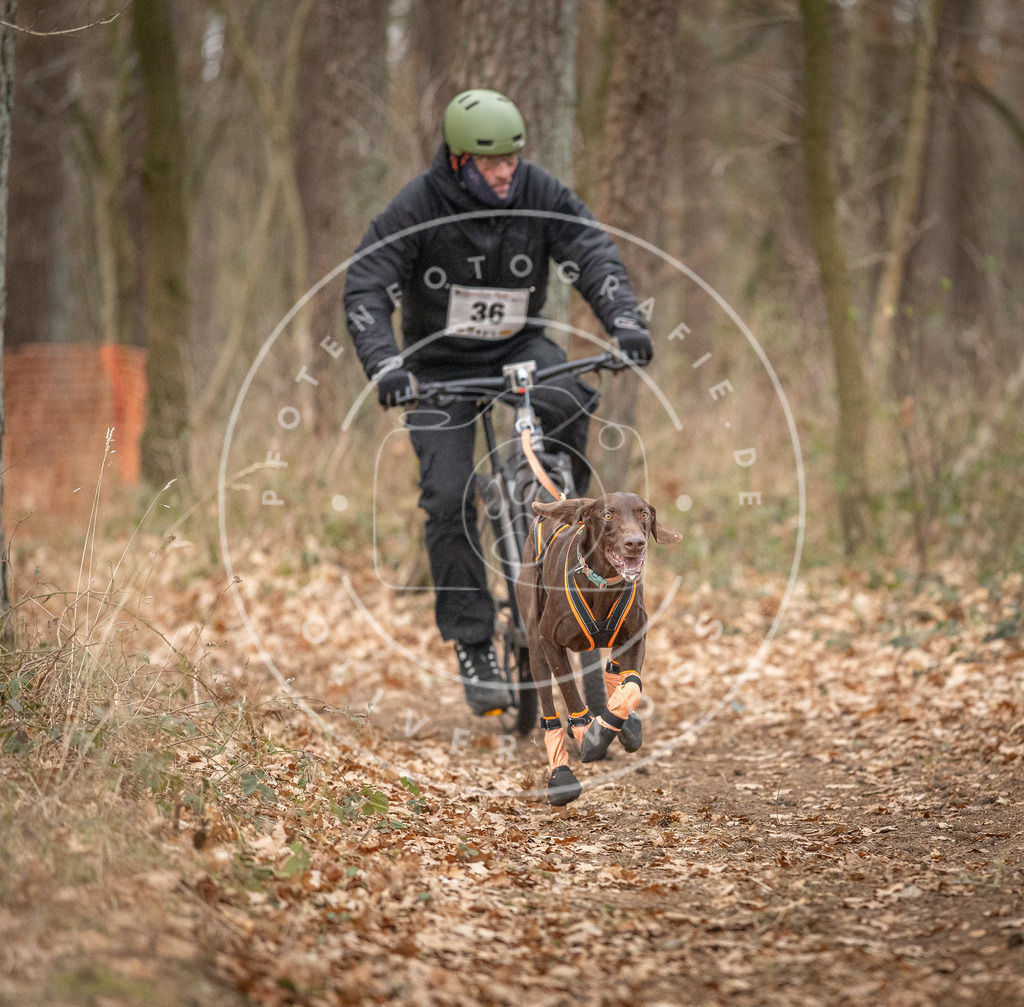 Pfotenfotografie_DV3A0029 | Hundefotografie, Tierfotograf, Pfotenfotografie, Fotoshooting Hund, Hunde Portrait, Hundesport, Hundeportraits, Heideshooting, Hunde, Sportfotograf, Hundefotograf, Turnierhundsport, THS,  - Realisiert mit Pictrs.com