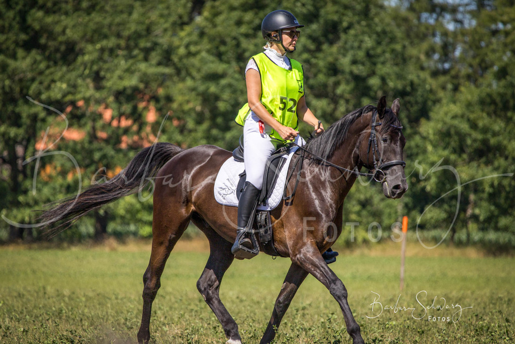 CJP_2026-06-26_147 | Stimmungsvolle Fotografie von Pferden, fotografische Begleitung von Veranstaltungen, Golfturnieren und Distanzritten - Realisiert mit Pictrs.com