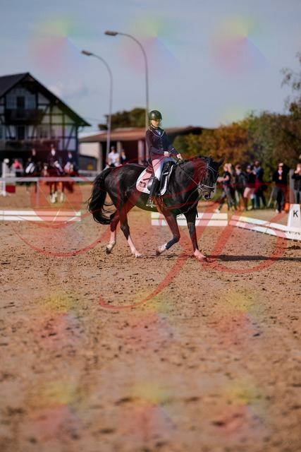 2026_10_03_Siefer-Hof_121411_Z81_15703711 | Professionelle Reitsport-, Turnier- und Eventfotografie von Robert Broda. Galerien mit ausgewählten und bearbeiteten Bildern direkt online ansehen und bestellen.