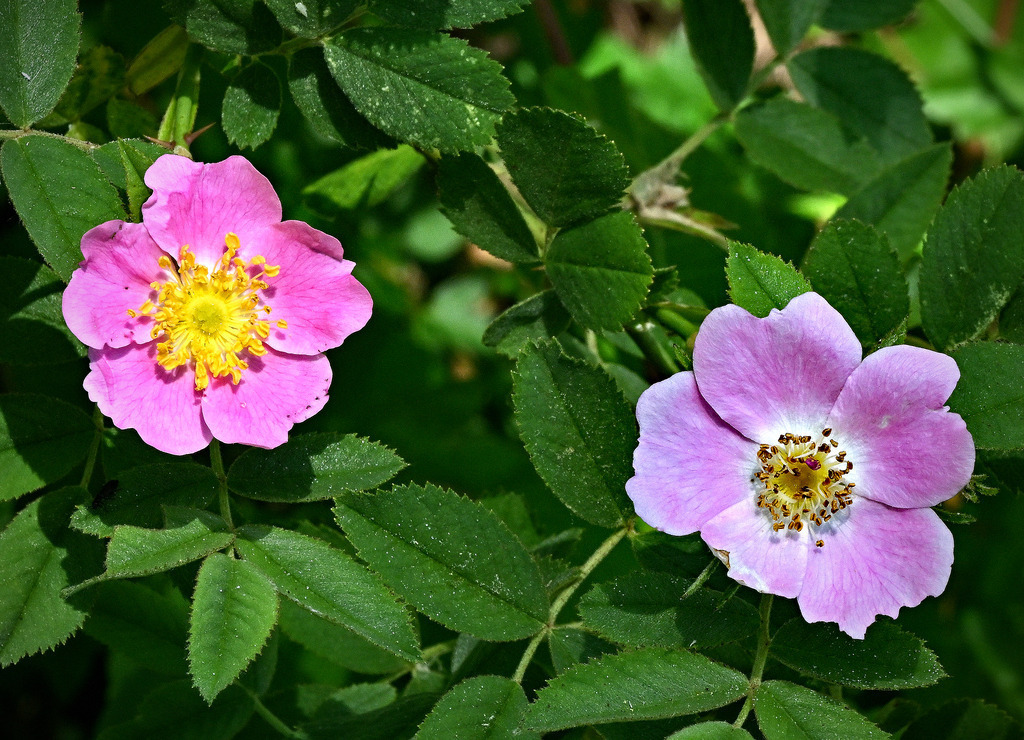 Heckenrose02 | lucisnaturbilder - Realisiert mit Pictrs.com
