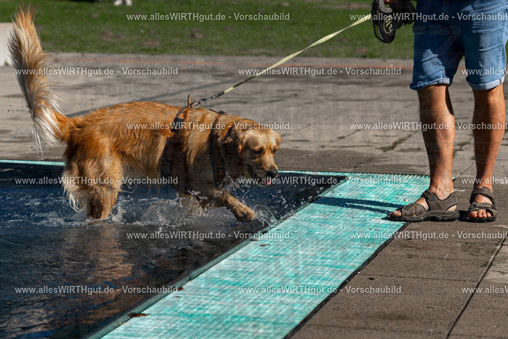 Hundeschwimmen_Volksbad_2026-allesWIRTHgut_Tierfotografie-2609061056-FAY06032 | Professionelle Tierfotografie in Mönchengladbach von Daniel Wirth (allesWIRTHgut). Liebevolle & natürliche Bilder von Hunden & Katzen für unvergessliche Erinnerungen.