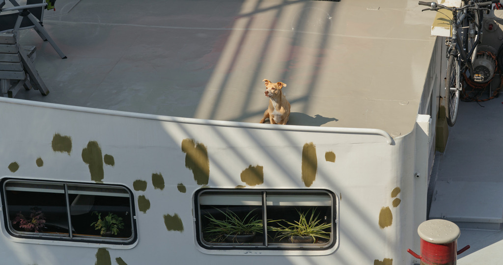 boat dog | Buchen Sie ein Fotoshooting in Würzburg oder Umgebung bequem online in meinen Webshop.