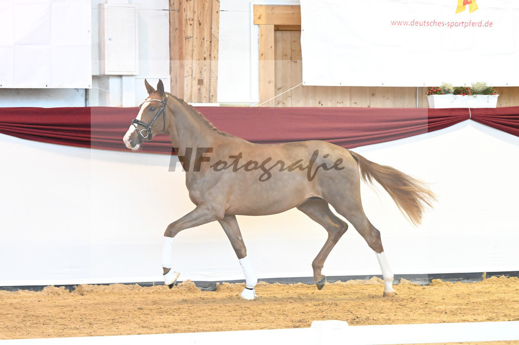 Kat-Nr. 5 v. Benicio_Wille_66221646 | hf-fotografie - Realisiert mit Pictrs.com