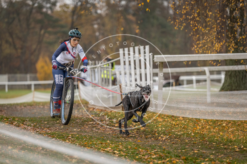 CaniXpix_DV3A8453 | Hundefotografie, Tierfotograf, Pfotenfotografie, Fotoshooting Hund, Hunde Portrait, Hundesport, Hundeportraits, Heideshooting, Hunde, Sportfotograf, Hundefotograf, Turnierhundsport, THS,  - Realisiert mit Pictrs.com