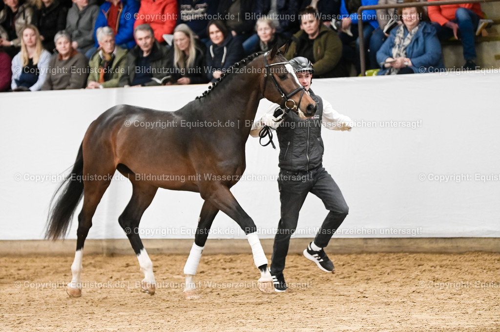 20260307_Hengstvorstellung-Marbach_0084 | equistock