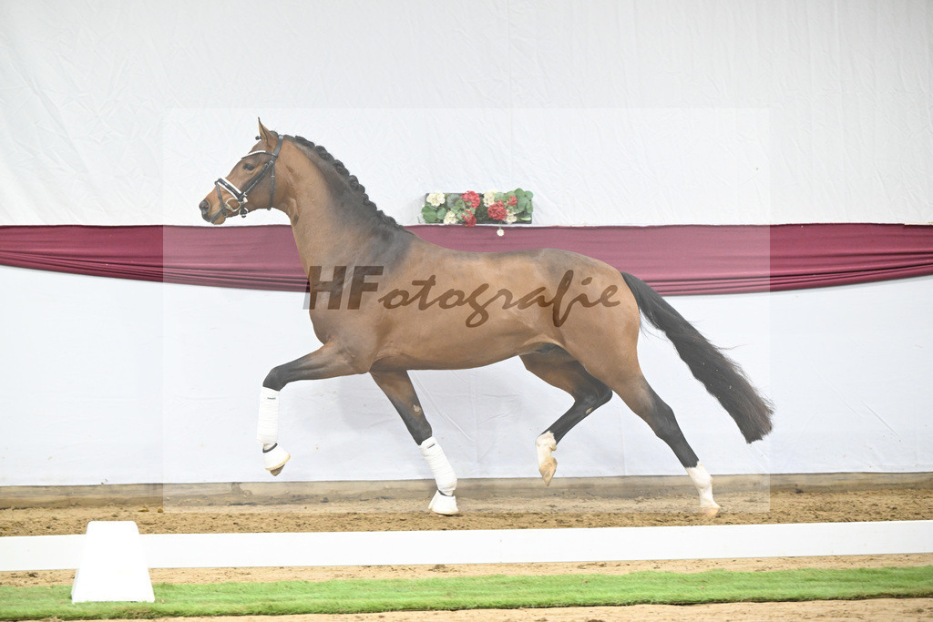 Kat-Nr. 120 Fanegro x Bequia_Johannes Gaab_47253922 | hf-fotografie - Realisiert mit Pictrs.com