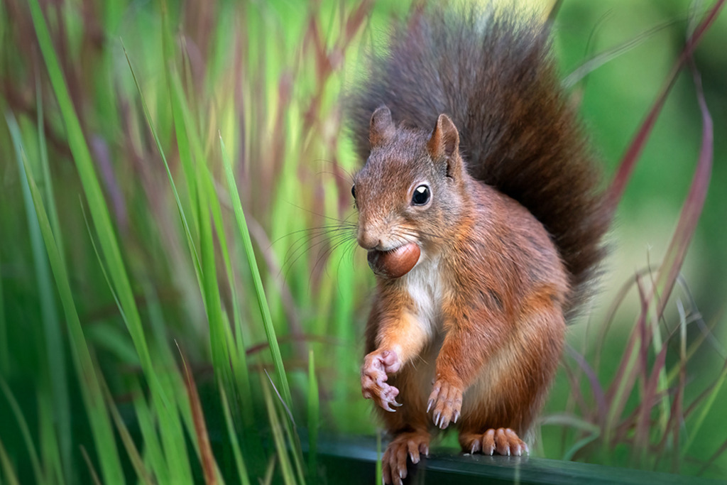 Eichhörnchen (red squirrel) | Deutschland | WILD﻿﻿LIFE · NATURE | just﻿love · justSOMEWHERE · just poster | ﻿POSTER | LEINWAND | FINEART | HOLZDRUCK | FOREX-FOTODRUCK | ALU-DIBOND | ACRYLGLAS | WILD'N FREE | germany | the netherlands | kenya | vietnam | egypt | wildtiere | eichhörnchen - Realisiert mit Pictrs.com