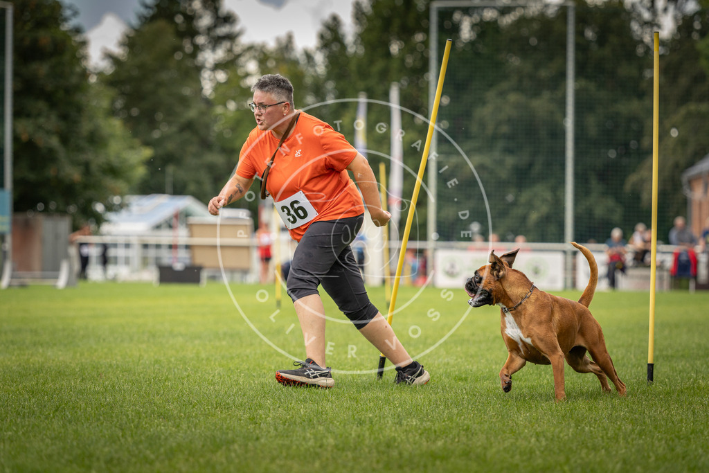 Pfotenfotografie_DV3A2697 | Hundefotografie, Tierfotograf, Pfotenfotografie, Fotoshooting Hund, Hunde Portrait, Hundesport, Hundeportraits, Heideshooting, Hunde, Sportfotograf, Hundefotograf, Turnierhundsport, THS,  - Realisiert mit Pictrs.com