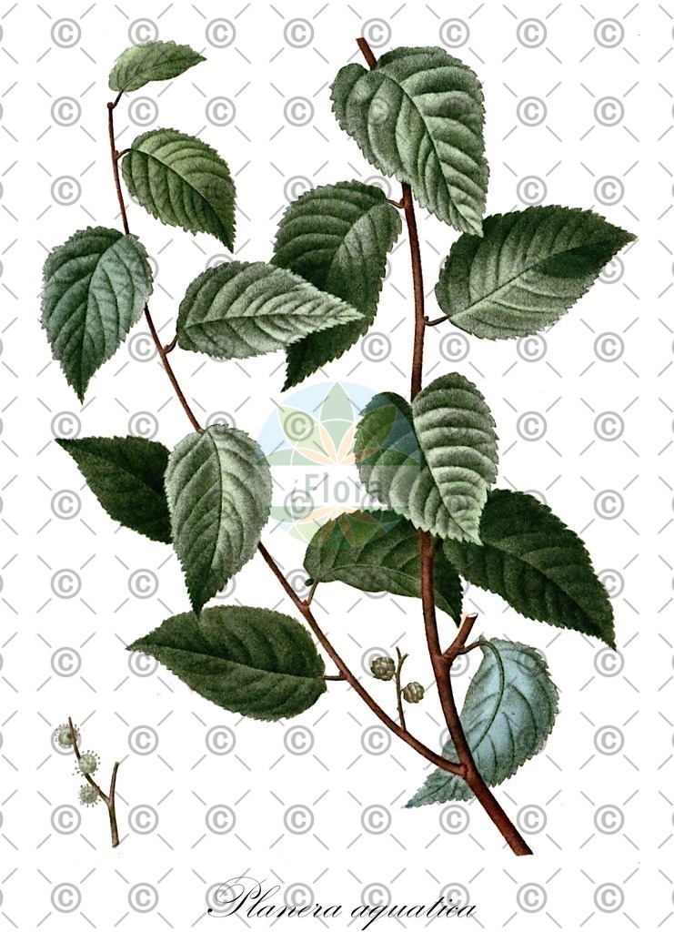 HistAbb_FALSCH_24_ENZY_Simple | Historische Abbildung von Planera aquatica - Ulmaceae | Historical Illustration of Planera aquatica - Ulmaceae (planer tree)