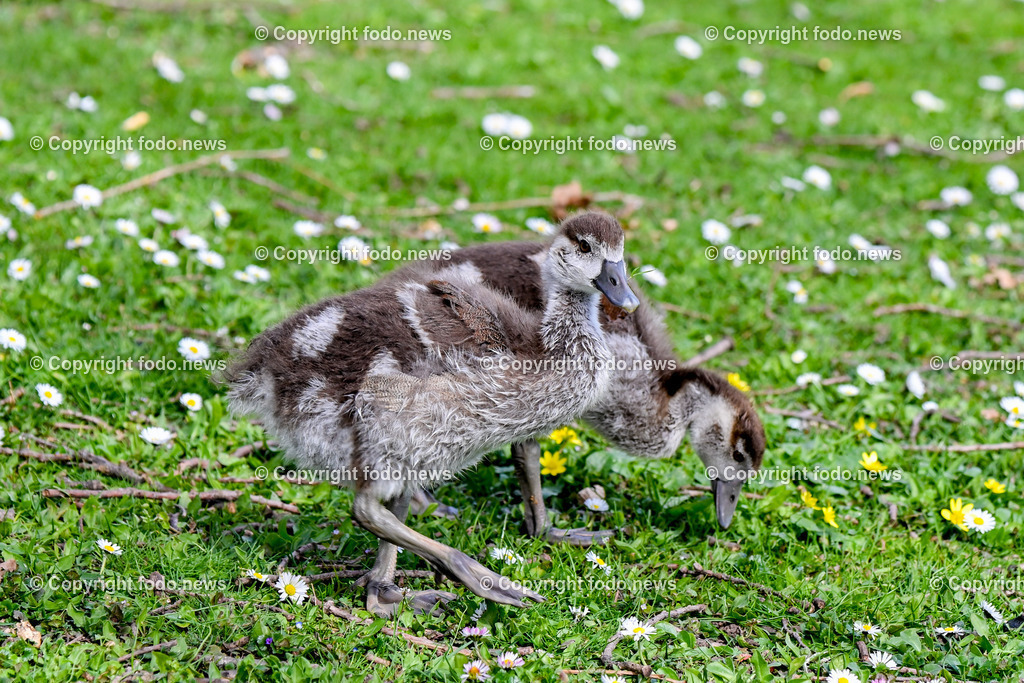 Vögel_ 15.03.2026-14 | 15.03.2026, LINZ, AUT, Themenbild, im Bild Vogel, Gänseküken, Nilgans Küken, Jungvogel, Küken, junger Wasservogel, flauschiges Gefieder, braun-weißes Gefieder, Vogelbaby, Vogel beim Fressen, Nahrungssuche, Wiese, Gras, Gänseblümchen, Naturfotografie, Tierfotografie, Wildvogel, europäische Parklandschaft, Nahaufnahme, Seitenansicht, Frühling, Tiernachwuchs, Symbolbild, Feature