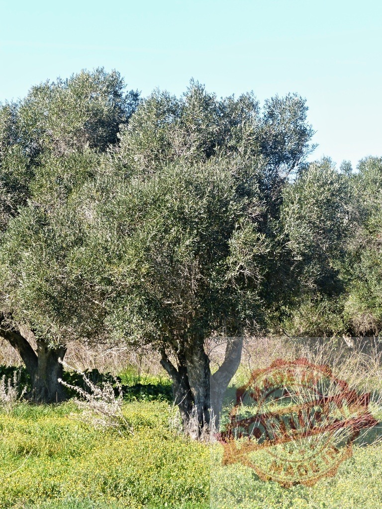 Olive trees standing in a Mediterranean landscape under clear sky | Olive trees growing in a green field under a clear blue sky, showing resilience - Realized with Pictrs.com