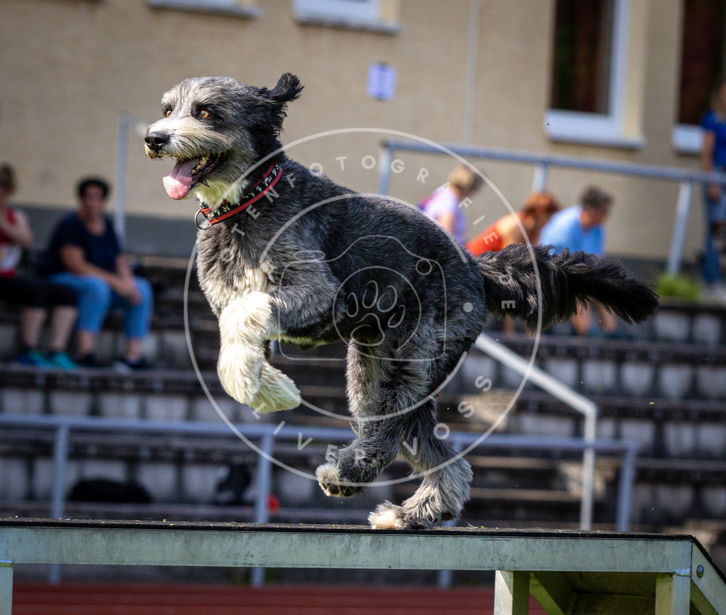 Pfotenfotografie_DV3A0371 | Hundefotografie, Tierfotograf, Pfotenfotografie, Fotoshooting Hund, Hunde Portrait, Hundesport, Hundeportraits, Heideshooting, Hunde, Sportfotograf, Hundefotograf, Turnierhundsport, THS,  - Realisiert mit Pictrs.com