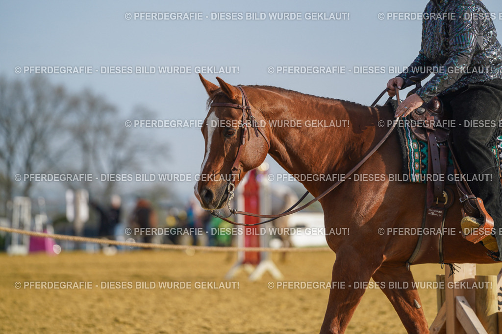 DSC00618 | Pferdegrafie