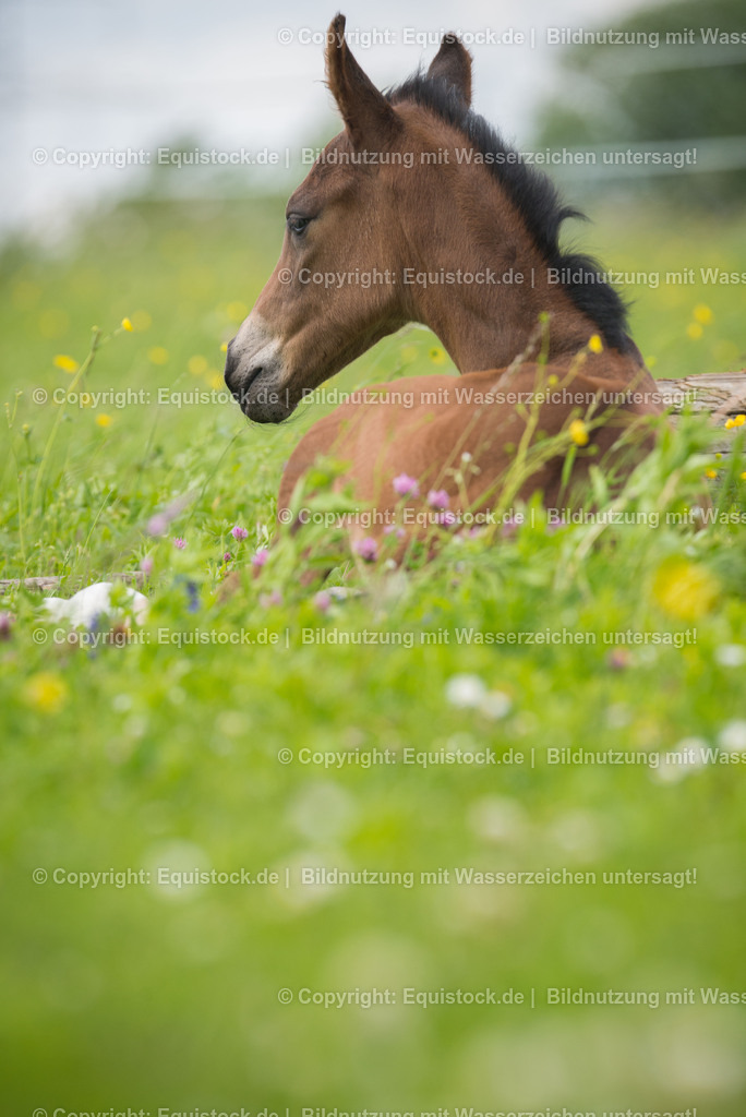 20150529_Fohlen_0027 | equistock