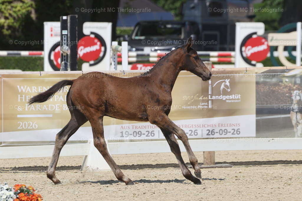 FohlenFotot.Warendorf20.06.26MCTierf.9C8A9804B | Pferdefotos online bestellen - Realisiert mit Pictrs.com