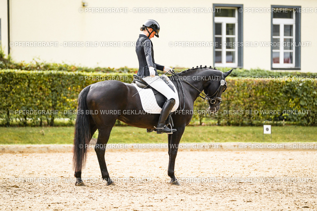 DSC01991 | Pferdegrafie