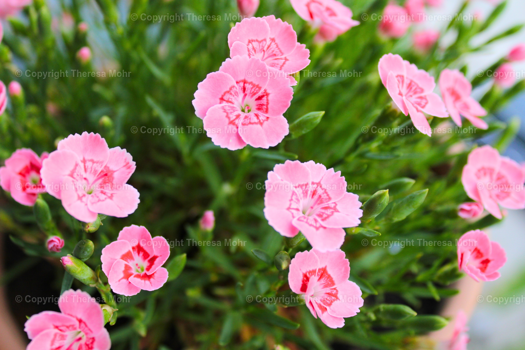 Rosa Nelken  | Naturpuls - Realisiert mit Pictrs.com