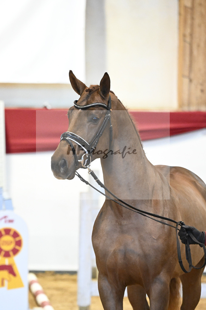 Kat-Nr. 12 Cellestial x Levisto Z_Franke_43231293 | hf-fotografie - Realisiert mit Pictrs.com