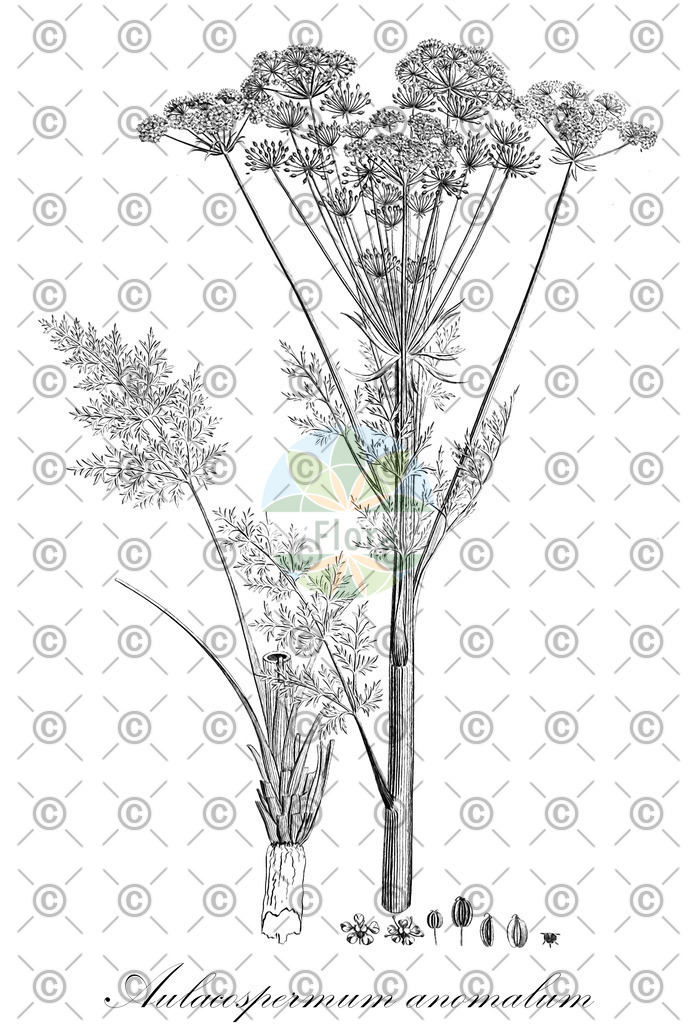 HistAbb_wfo-0000556985_1_ENZY_Simple | Historische Abbildung von Aulacospermum anomalum - Apiaceae | Historical Illustration of Aulacospermum anomalum - Apiaceae
