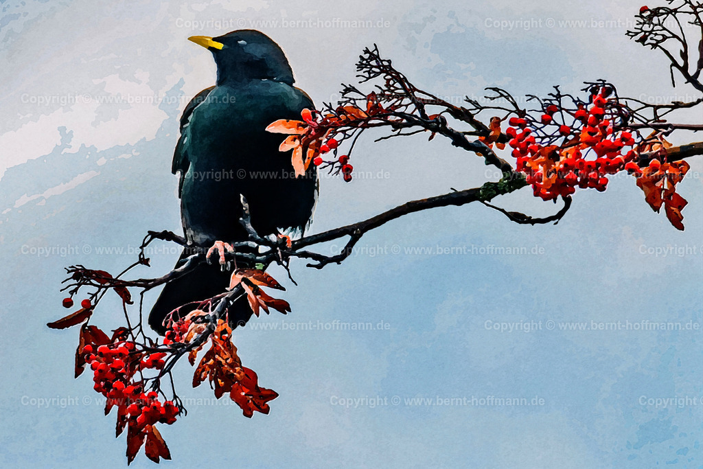 PAD2_RH_Alpendohle_120x80 | DIGITALKUNST. Alpendohle auf einem Zweig der Eberesche mit roten Beeren und rot gefärbten Laub. 
__ Das Basisfoto für dieses malerisch verwandelte Werk hat der Schweizer Hobbyfotograf Rene Hinder gemacht und es Bernt Hoffmann für dessen Kunstpart zur Verfügung gestellt. - Realisiert mit Pictrs.com