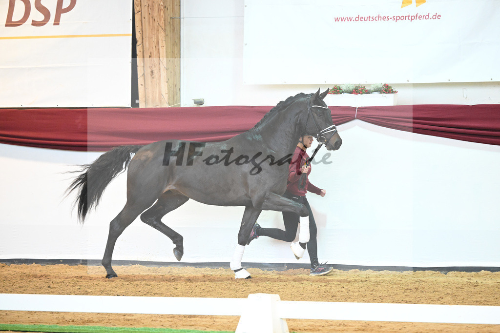 Kat-Nr. 42 v. Maracana_Sommer_66220582 | hf-fotografie - Realisiert mit Pictrs.com