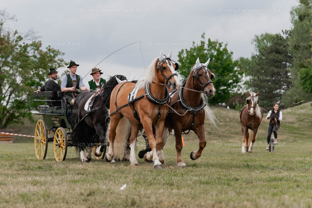Showprogramm-355 | working equitationturnier fotograf videograf stoibphotography marixx film working equitation deutschland reitsport turnierfotografie eventfotografie equestrian events