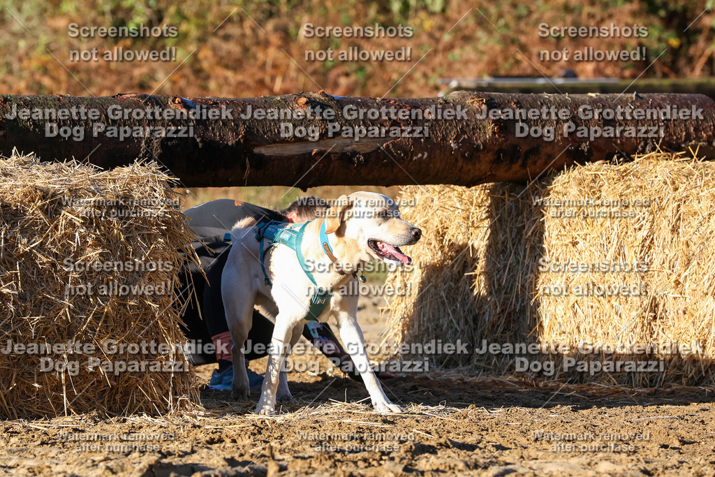 Dog Paparazzi - Strongdog 10-25-1140 | Dog Paparazzi Jeanette Grottendiek Fotografie & Videografie - Realisiert mit Pictrs.com