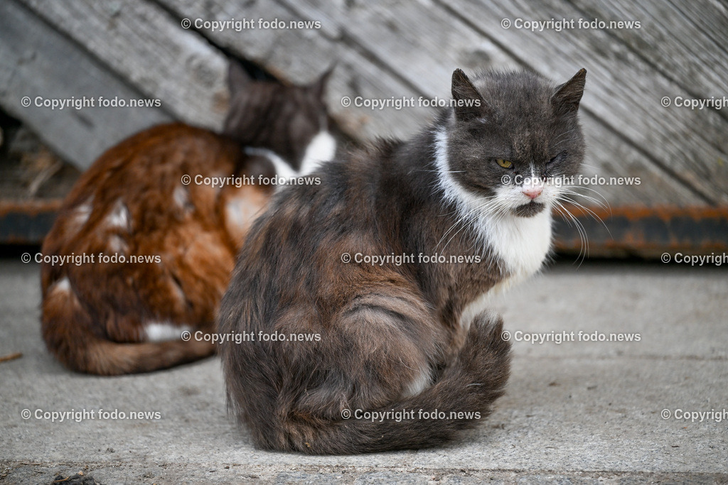 Gnadenhof Wiesmayrgut_ Tiere_ Gunskirchen_ 06.03.2024-14 | 06.03.2024, Gunskirchen, AUT, Gnadenhof Wiesmayrgut, Familie Fuchsberger, Bauernhof, im Bild Landwirtschaft, Lebenshof, Tierasyl, Tiere, Huehner, Hühner, Hennen, Haehne, Hahn, Hähne, Pony, Esel, Katze, Katzen, Kater, Lama, Haustiere, Wildtiere, Nutztiere, Tierheim, Tierschutz