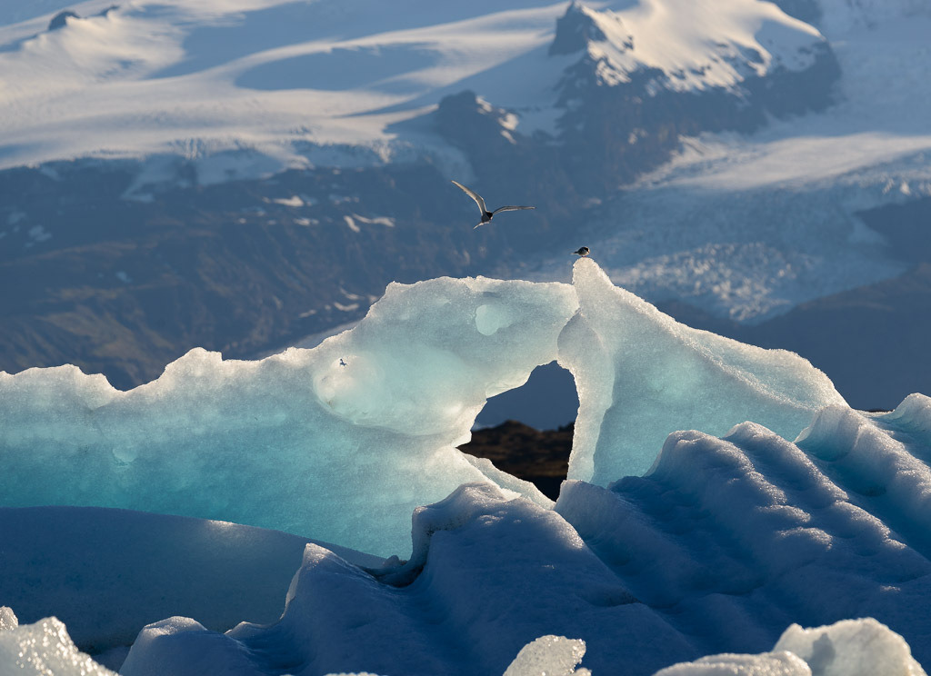 island-2019-281 | Jökulsárlón ist eine der berühmtesten Touristenattraktionen in Island und der Höhepunkt an der Südküste des Landes. Der Gletschersee vergrößert sich von Jahr zu Jahr und besitzt zurzeit eine Fläche von 18 km².
An den Ufern lassen sich Küstenseeschwalben wie hier im Bild und Arktische Raubmöwen beobachten. - Realisiert mit Pictrs.com