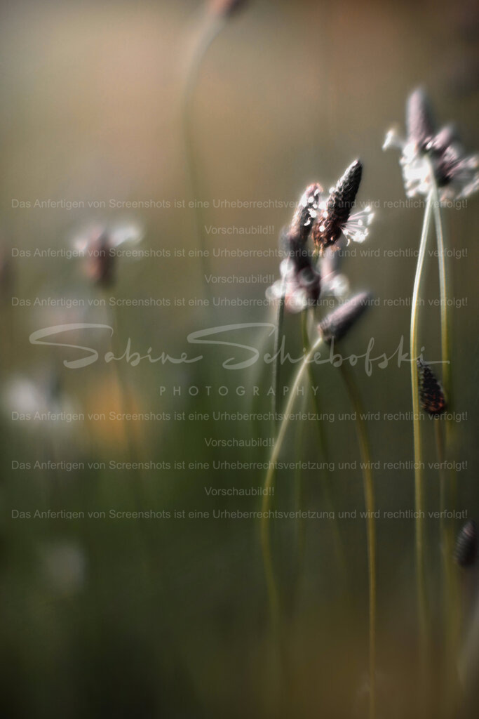 Wandbild tanzender Spitzwegerich | People- und Tierfotografie, Imageaufnahmen, Veranstaltungsfotografie und Wandbilder aus der Natur ★ Made in Germany ✔️ Druck + Downloads ✔️ Naturfotografie in Top Qualität ★ schneller Versand, weltweite Lieferung! - Realisiert mit Pictrs.com