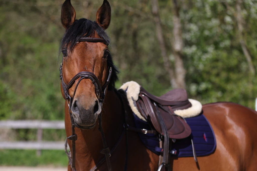 0P6A8084 | Willkommen bei Brunnmayr - Design & Fotografie – Ihrem Spezialisten für Reitturniere und Pferdeveranstaltungen in Oberösterreich, Salzburg und Bayern! Seit über 17 Jahren sind wir leidenschaftlich dabei.