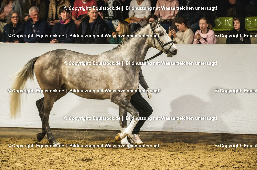 20240302_Hengstvorstellung_Marbach_TOMsPiC_0982-2 | equistock