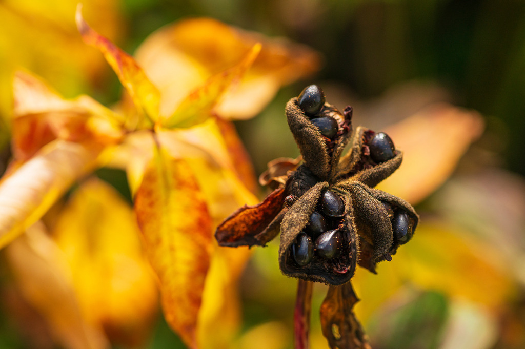 2023_08_13_HH-BOTANISCHER-GARTEN_MCP1586 | Hochwertig gedruckte Fotografien für die Wand, als Kalender und zum Verschenken. Hamburg & Norddeutschland und überall wo ich mit der Kamera unterwegs war.