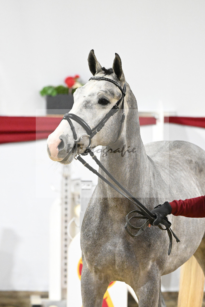 Kat-Nr. 44 v. Karajan_Mueller_63221051 | hf-fotografie - Realisiert mit Pictrs.com