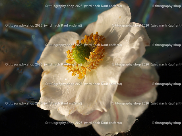 titusgraphy_P9221350-vz-ln | titusgraphy-shop: Geschenkideen mit Qualitätsfotos. titusgraphy-shop: gift ideas with quality photos. titusgraphy-shop: idées cadeaux avec photos de qualité.  - Realisiert mit Pictrs.com