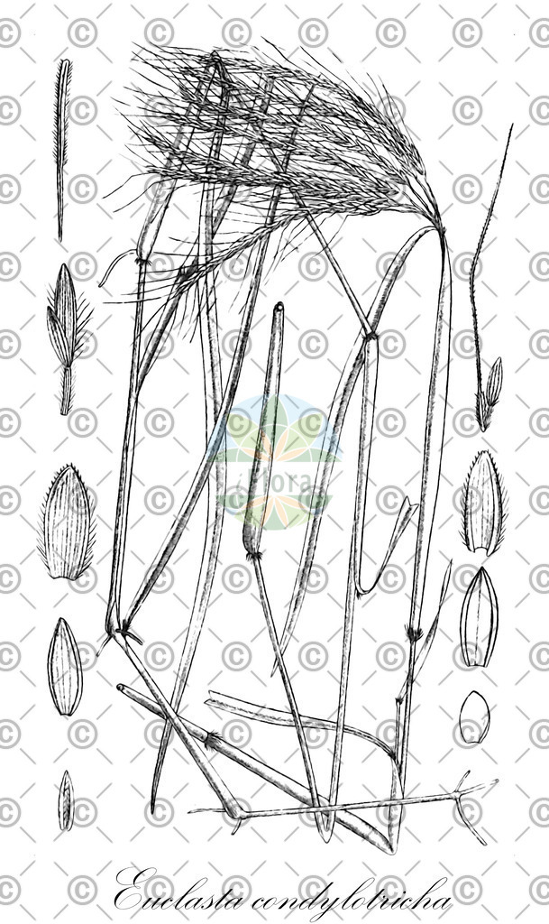 HistAbb_EMP_13571_5_FloraD_Simple | Historische Abbildung von Euclasta condylotricha - Poaceae | Historical Illustration of Euclasta condylotricha - Poaceae