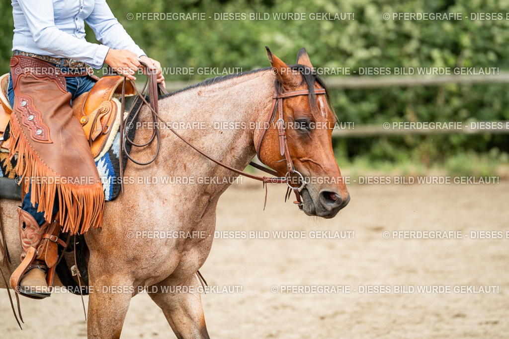 DSC01804 | Pferdegrafie