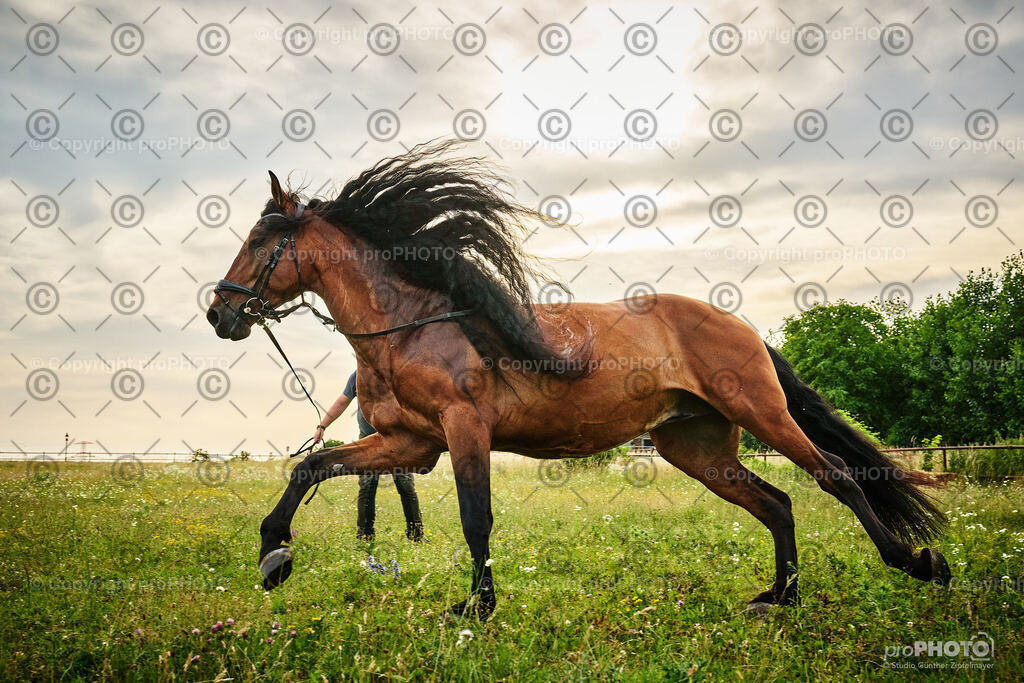 092_202406_Niki-Herodes_NZ9_9834 | proPHOTO - Realisiert mit Pictrs.com