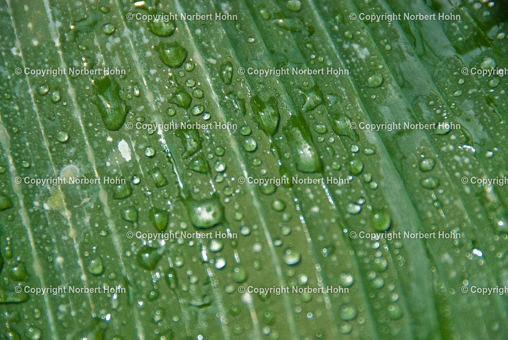 _SIA4039 | Nahaufnahme Wassertropfen auf einem Blatt. - Realisiert mit Pictrs.com