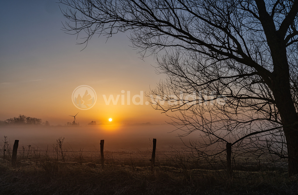Sonnenaufgang bei Bodennebel | Sonnenaufgang bei Bodennebel über den Rieselfeldern bei Münster - Realisiert mit Pictrs.com